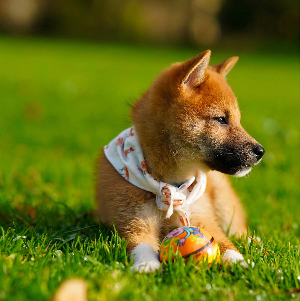 Dog sitting in grass